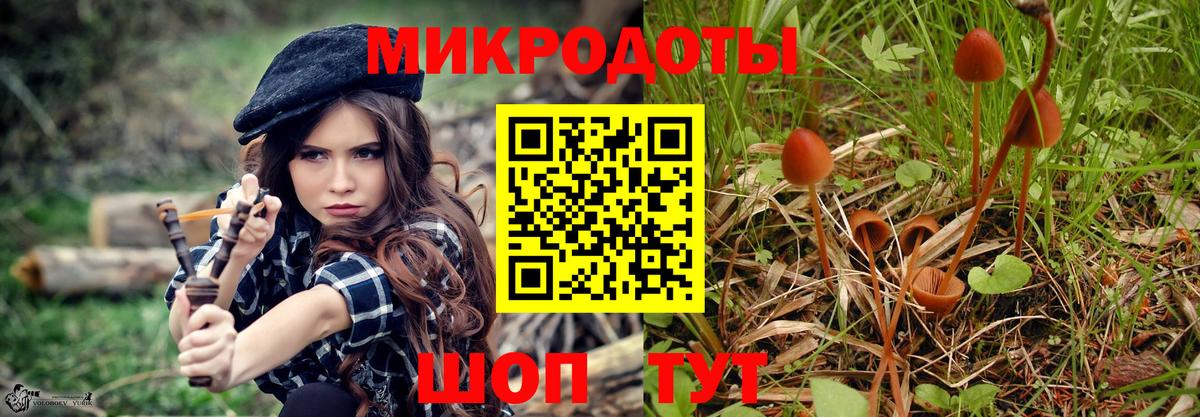 Галлюциногенные грибы Psilocybe Ковров